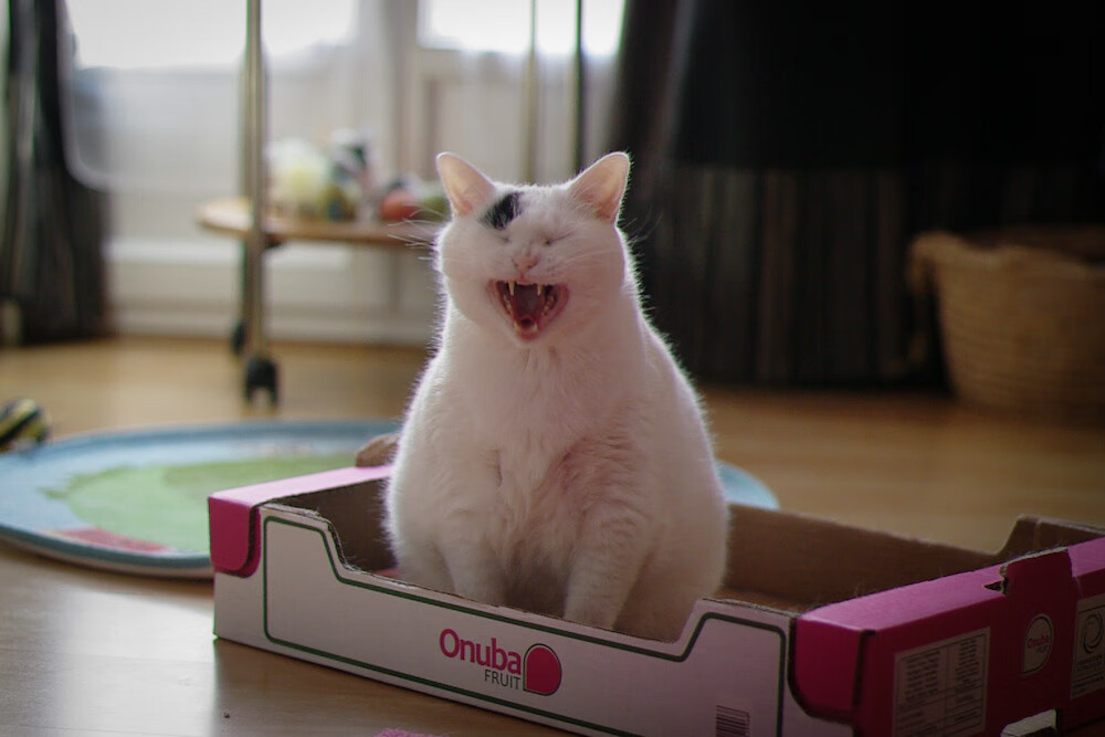 波兰炮手独造杀机，帮助球队晋级，波兰火炮