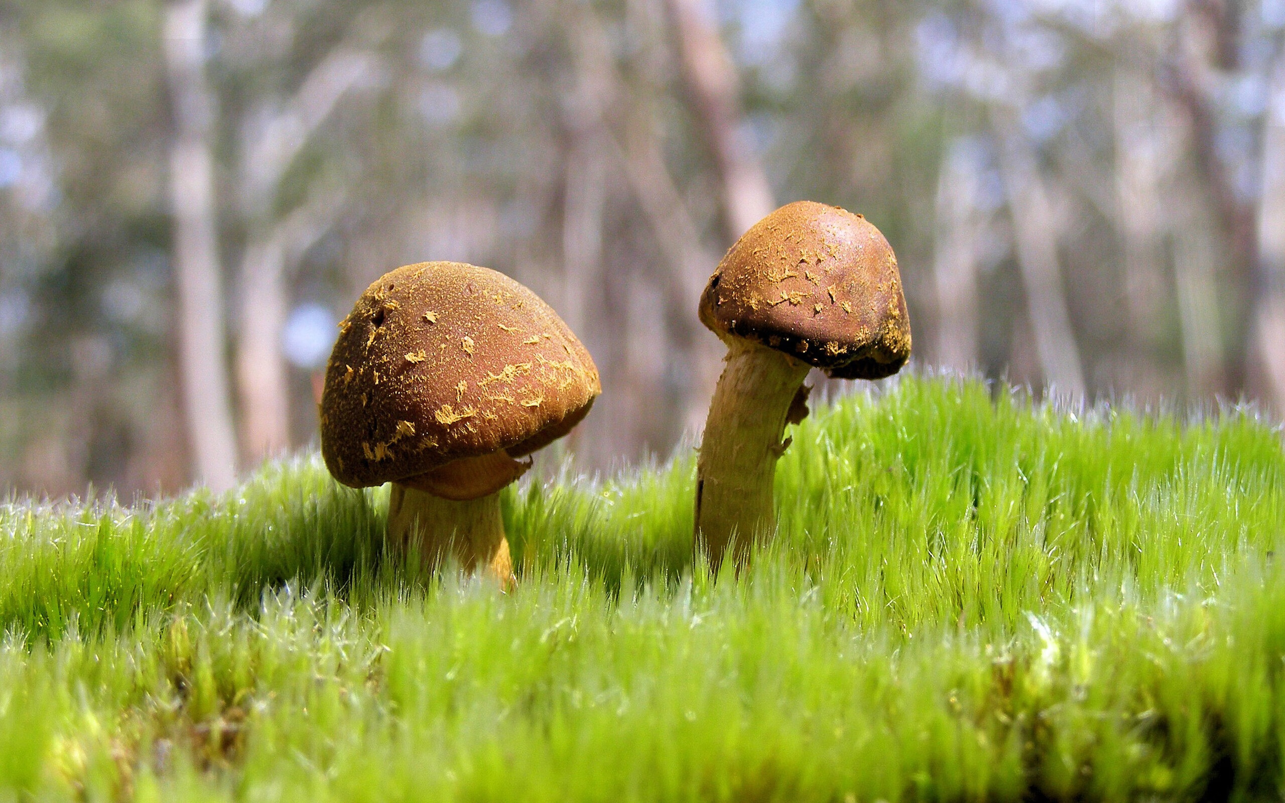 波兰炮手独造杀机，帮助球队晋级，波兰火炮