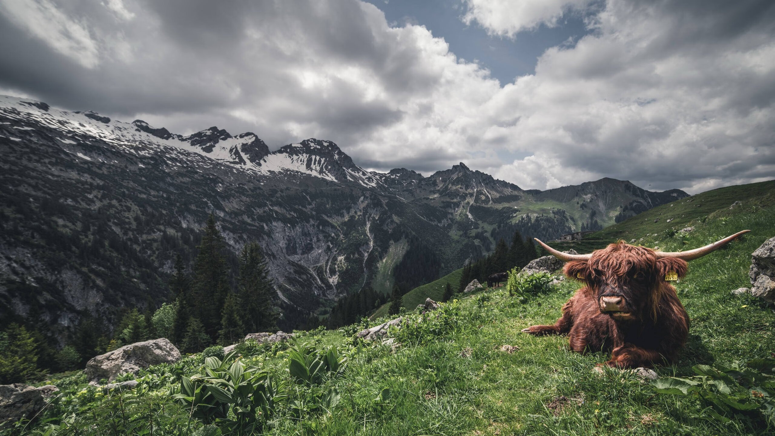 球员梅赫迪·本特兰确定参加下场比赛，梅特兰沃德资料