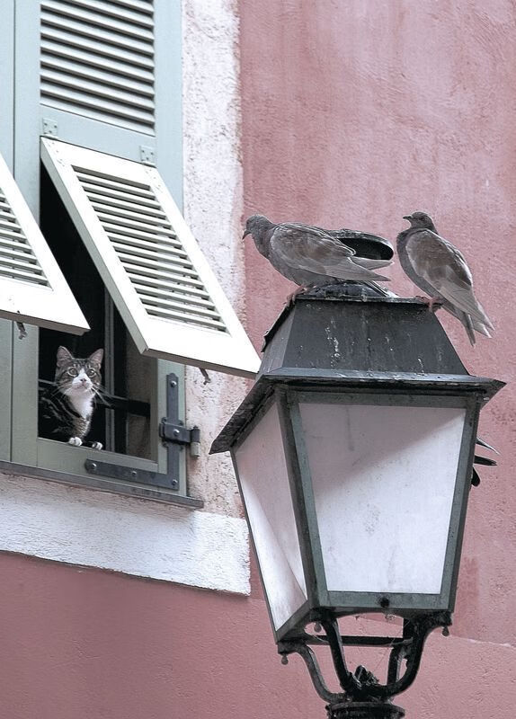 开云官方网站-综合排球联赛与国际接轨战略推进，国际排球联合会其总部设在