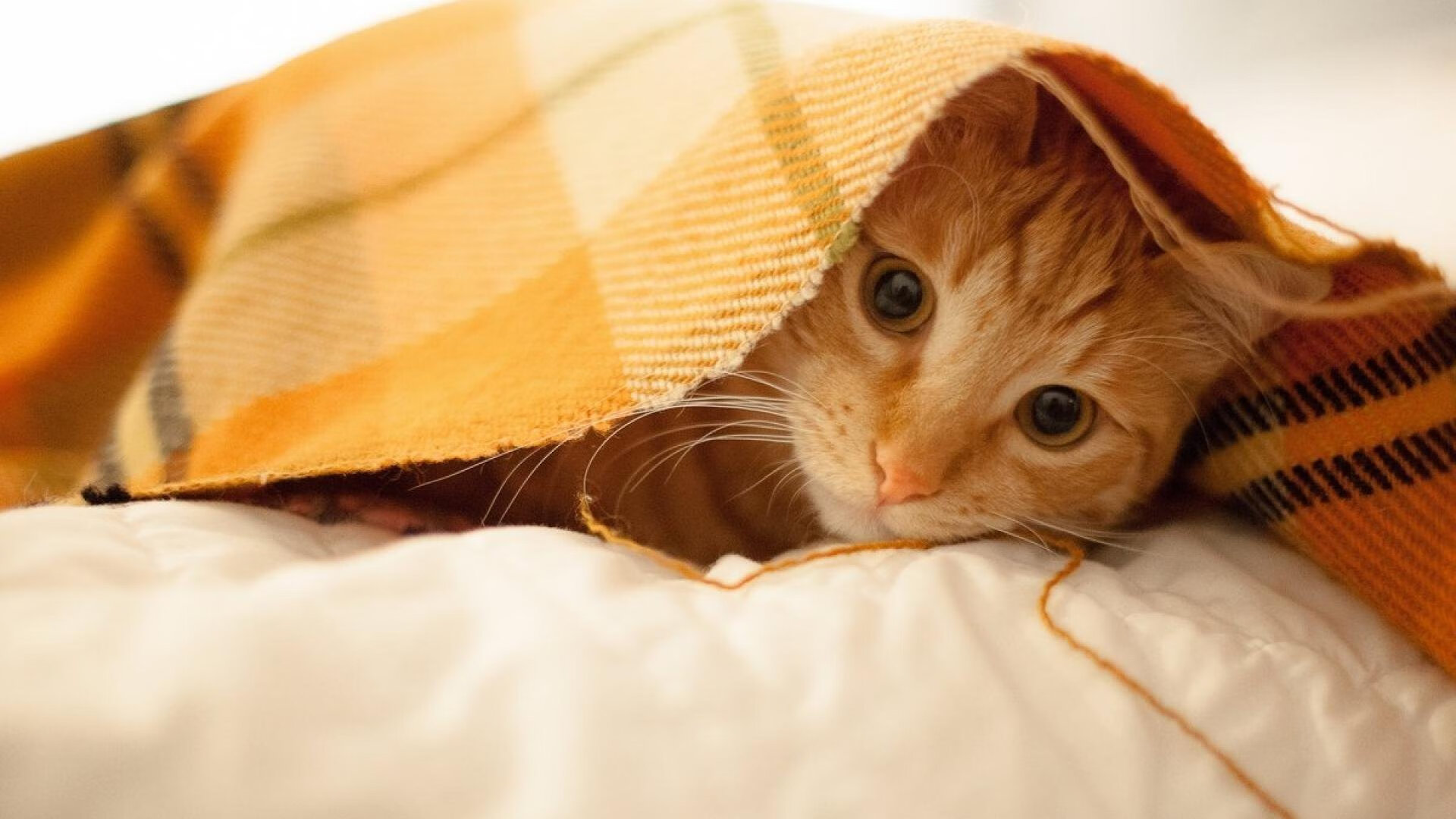 综合电竞直播带动赛事商业模式重塑，电竞直播平台如何盈利