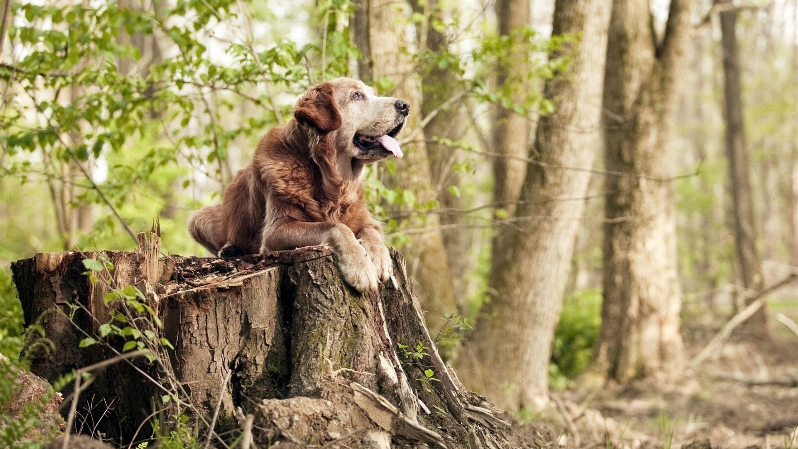 开云·体育官网-莱斯特城首轮迎战曼联，力争开门红，莱斯特城vs曼联历史战绩