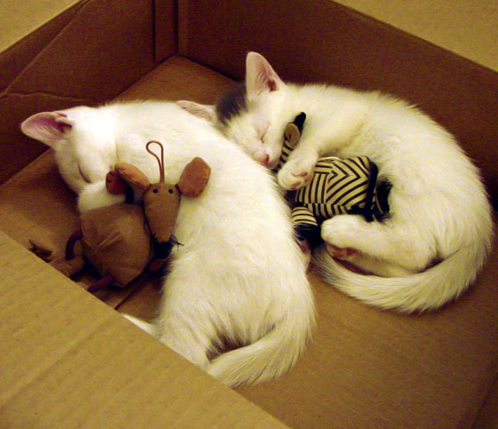 雄鹿巨星字母哥成为MVP热门，雄鹿字母哥伤势